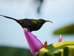 Nectarinia kilimensis