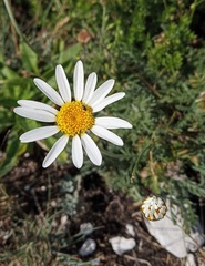 Anthemis sterilis