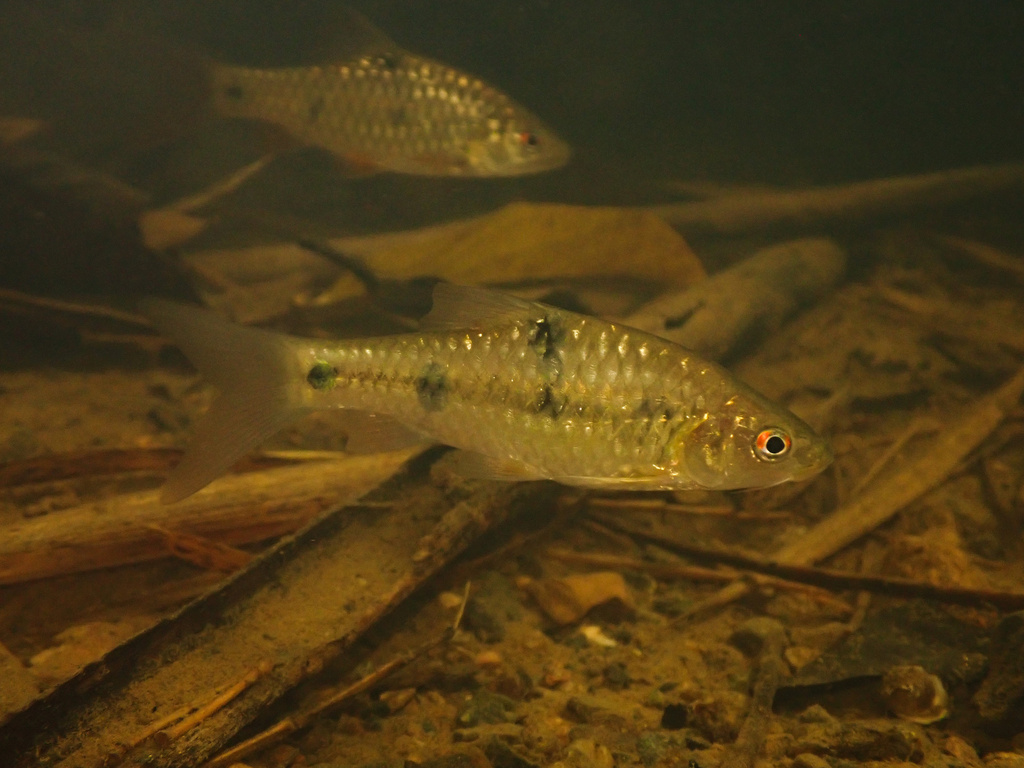 Barbodes palavanensis