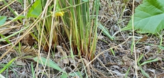 Juncus effusus effusus