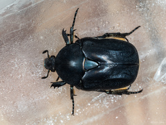 Protaetia opaca
