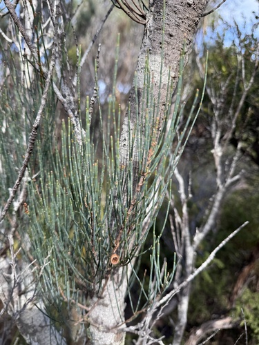 Allocasuarina monilifera, photograph 6