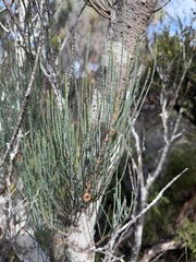 Allocasuarina monilifera, photograph (c) Caleb Catto, some rights reserved (CC BY)
