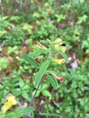Pedicularis labradorica