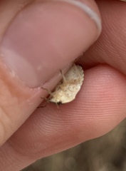 Holcostethus abbreviatus