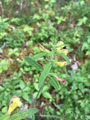 Pedicularis labradorica