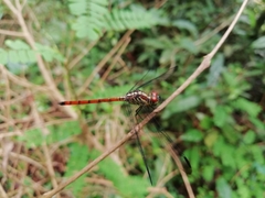 Lathrecista asiatica
