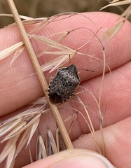 Holcostethus abbreviatus