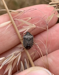 Holcostethus abbreviatus