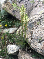 Pedicularis parryi
