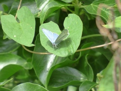 Celastrina argiolus