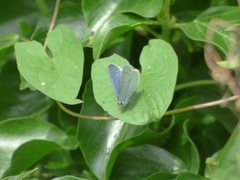 Celastrina argiolus