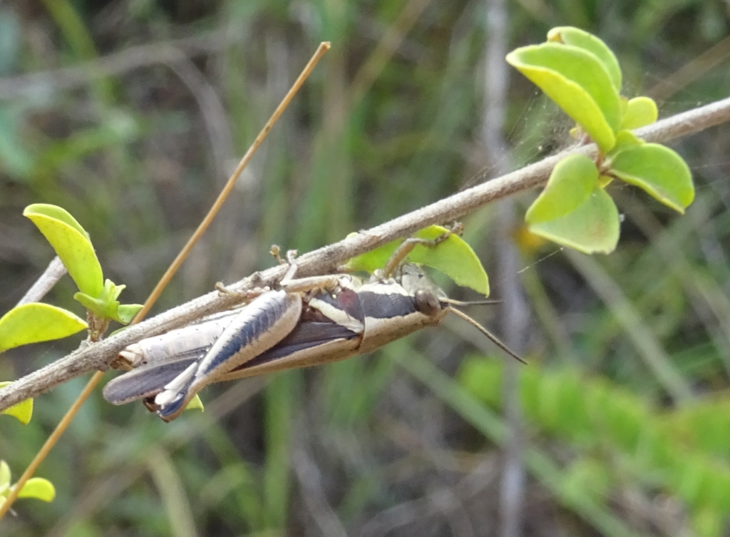 Phaeocatantops femoratus
