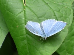 Celastrina argiolus