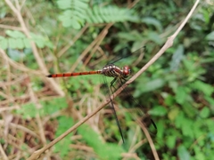 Lathrecista asiatica