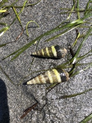 Batillaria attramentaria