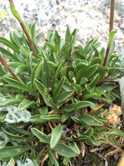 Erigeron grandiflorus
