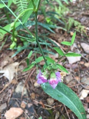 Lathyrus graminifolius
