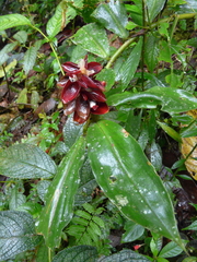 Costus spiralis