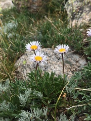 Erigeron grandiflorus