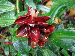 Costus spiralis