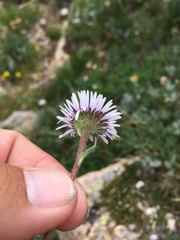 Erigeron grandiflorus