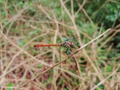 Lathrecista asiatica