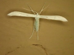 Hellinsia homodactylus