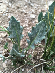 Senecio taraxacoides