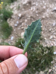 Senecio taraxacoides