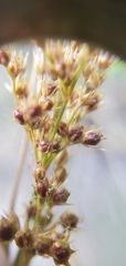 Juncus effusus effusus