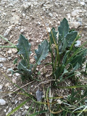 Senecio taraxacoides