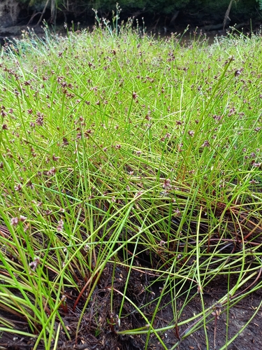 Image of Isolepis prolifera by (c) Colin Meurk, some rights reserved (CC BY)