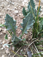 Senecio taraxacoides