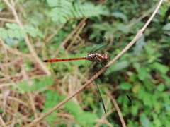 Lathrecista asiatica