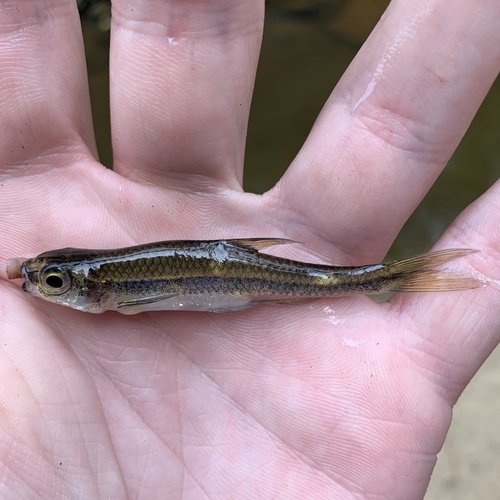 Highfin shiner (Notropis altipinnis) — Cyprinidae — 2