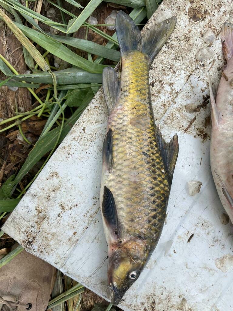 Labeobarbus rhinophorus