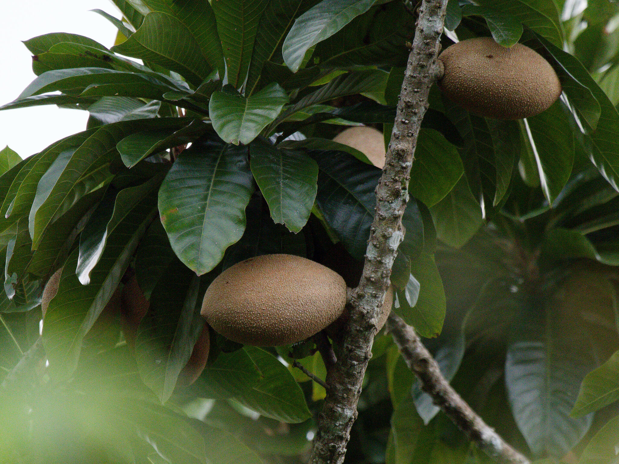 Imagem de Abiu-doce