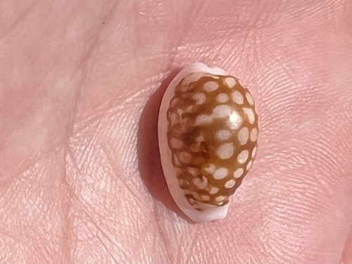 Cribrarula esontropia observed 2025-02-22