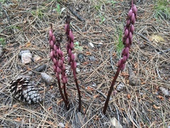 Corallorhiza maculata