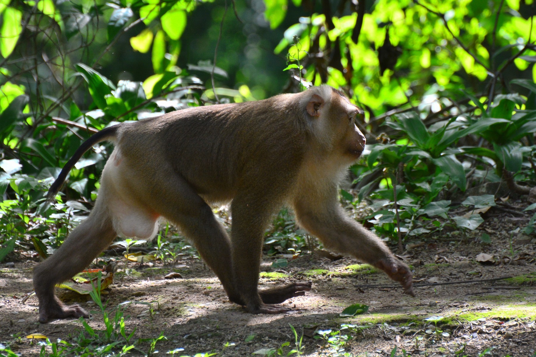 northern pig  tailed macaque