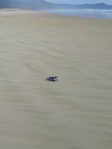 Mottled Petrel (Pterodroma inexpectata), photo 6