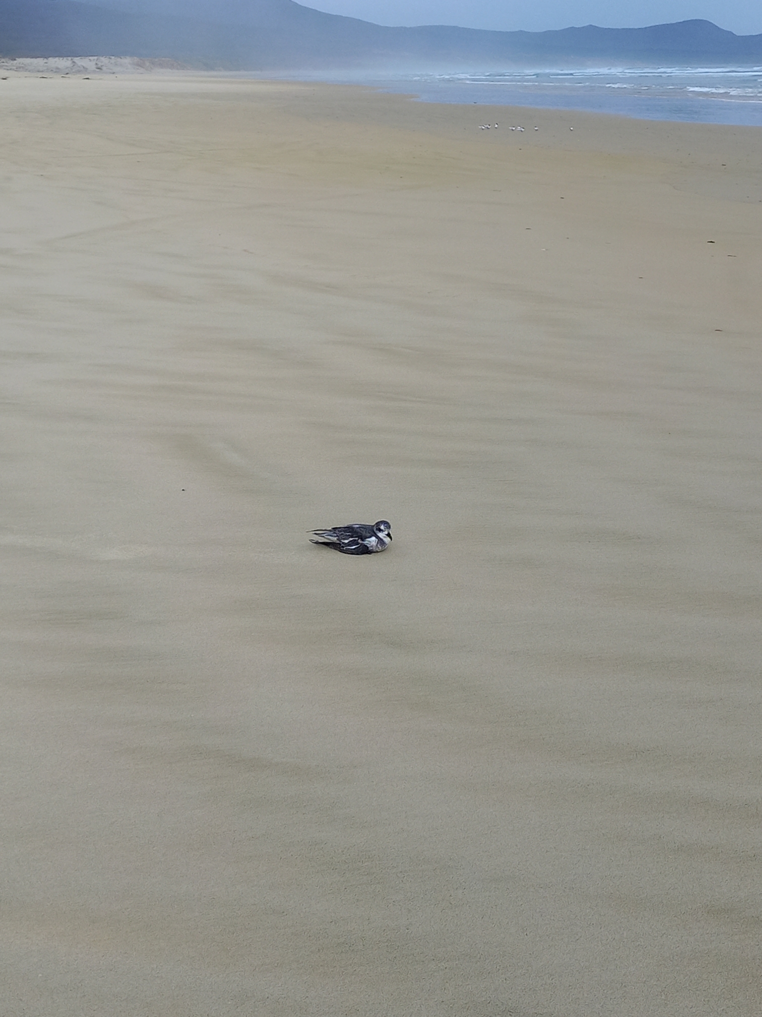 Mottled Petrel (Pterodroma inexpectata), photo 9