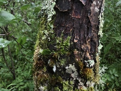 Hypnum resupinatum