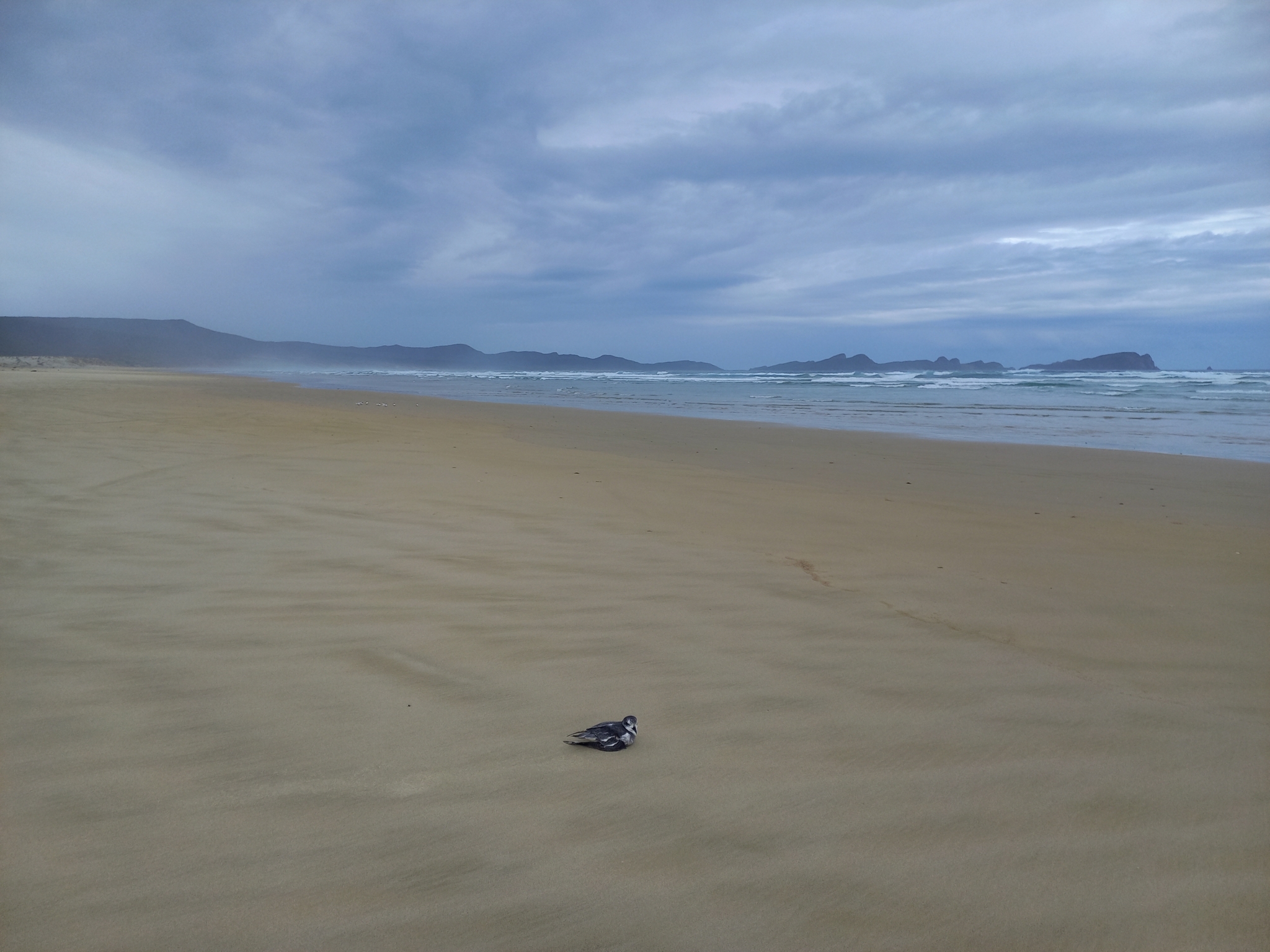 Mottled Petrel (Pterodroma inexpectata), photo 10