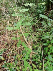 Abrus precatorius