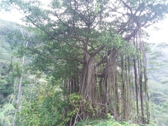 Ficus prolixa