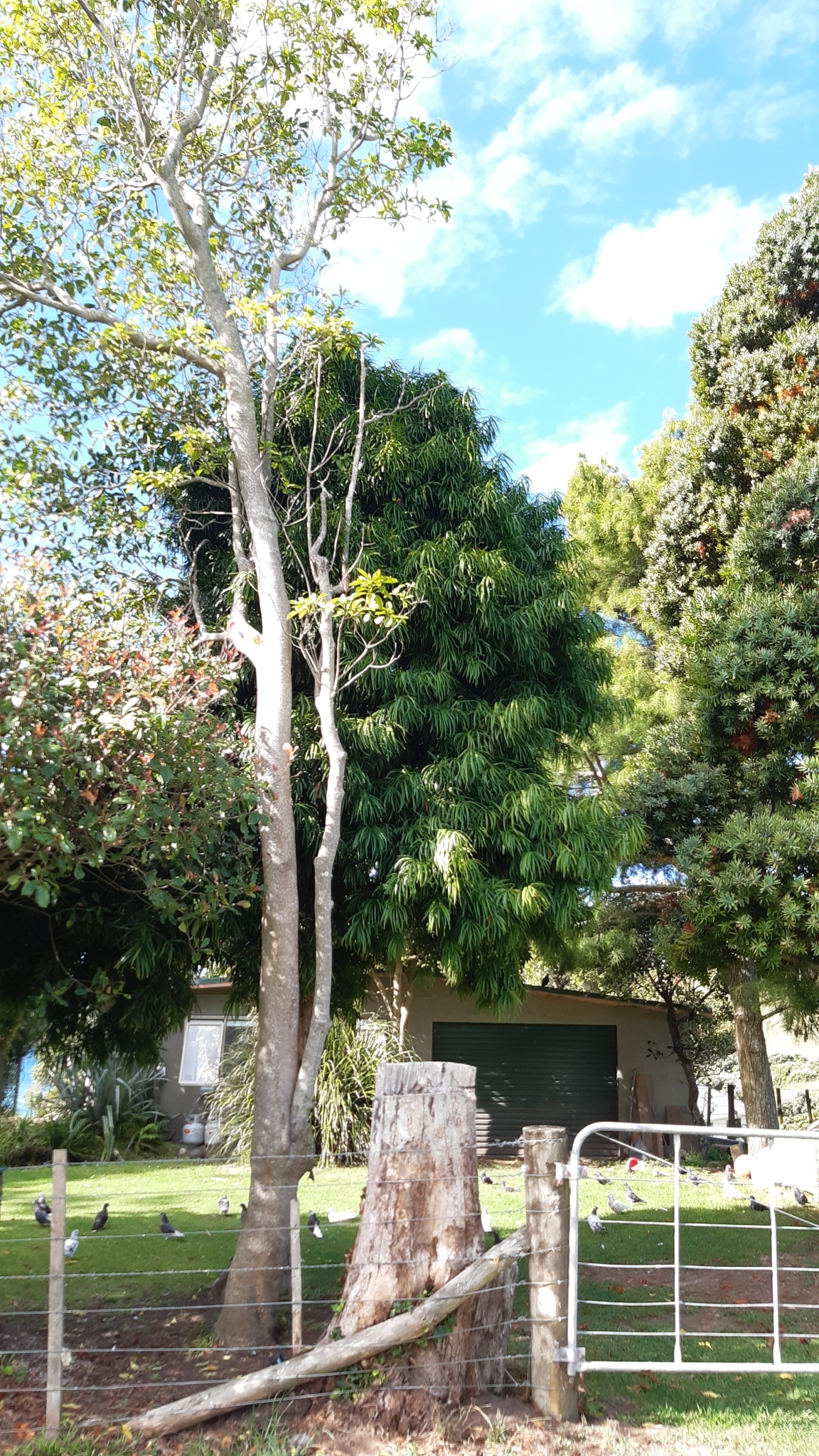 Imagem de Pinheiro-de-buda