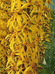 Ligularia stenocephala