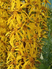 Ligularia stenocephala